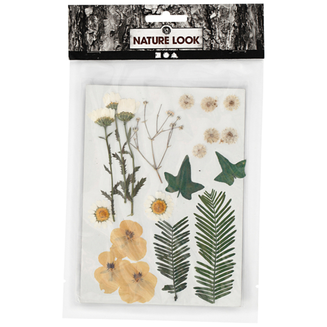 Torkade blommor och blad Råvit