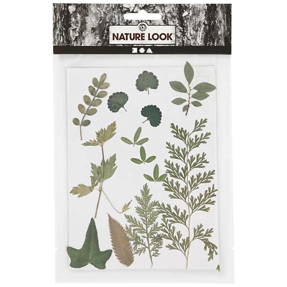 Creativ Company Torkade blommor och blad Grön
