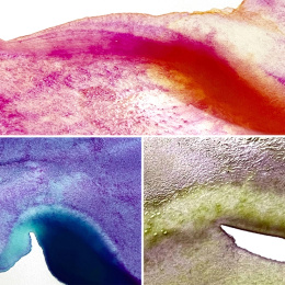 Gansai Tambi Akvarell 5-set Granulating Colors 2 i gruppen Konstnärsmaterial / Konstnärsfärger / Akvarellfärg / Akvarellfärg i kopp hos Pen Store (135537)