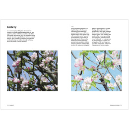 How to Draw a Tree: from the Fruit to the Forest i gruppen Skapande & Hobby / Böcker / Instruktionsböcker hos Pen Store (136291)