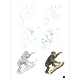 Draw 100: Animals i gruppen Skapande & Hobby / Böcker / Inspirationsböcker hos Pen Store (136316)