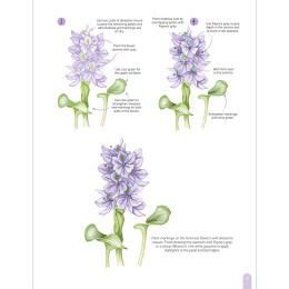 Paint 50: Watercolour Flowers i gruppen Skapande & Hobby / Böcker / Instruktionsböcker hos Pen Store (136318)