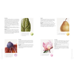 Sketching Nature i gruppen Skapande & Hobby / Böcker / Instruktionsböcker hos Pen Store (137184)