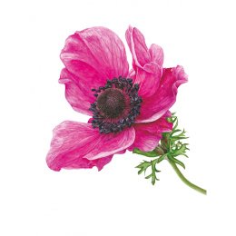 Anna Mason's Watercolour World i gruppen Skapande & Hobby / Böcker / Inspirationsböcker hos Pen Store (137202)