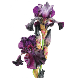 Anna Mason's Watercolour World i gruppen Skapande & Hobby / Böcker / Inspirationsböcker hos Pen Store (137202)