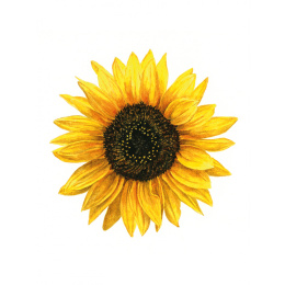 Anna Mason's Watercolour World i gruppen Skapande & Hobby / Böcker / Inspirationsböcker hos Pen Store (137202)