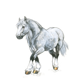 Draw 30: Animals i gruppen Skapande & Hobby / Böcker / Instruktionsböcker hos Pen Store (137210)