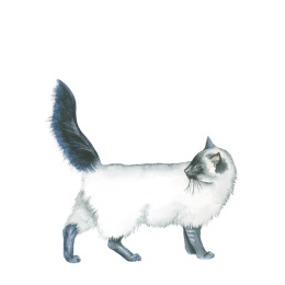 Draw 30: Animals i gruppen Skapande & Hobby / Böcker / Instruktionsböcker hos Pen Store (137210)