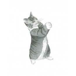 Draw 30: Cats i gruppen Skapande & Hobby / Böcker / Instruktionsböcker hos Pen Store (137211)