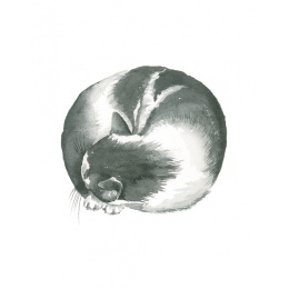 Draw 30: Cats i gruppen Skapande & Hobby / Böcker / Instruktionsböcker hos Pen Store (137211)