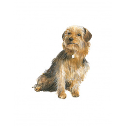 Draw 30: Dogs i gruppen Skapande & Hobby / Böcker / Instruktionsböcker hos Pen Store (137213)