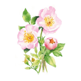 Draw 30: Flowers i gruppen Skapande & Hobby / Böcker / Instruktionsböcker hos Pen Store (137215)