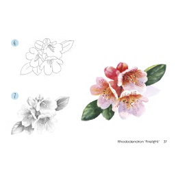 Draw 30: Flowers i gruppen Skapande & Hobby / Böcker / Instruktionsböcker hos Pen Store (137215)