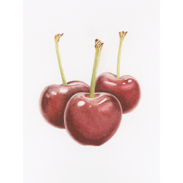 Draw in 10 Minutes: Botanicals i gruppen Skapande & Hobby / Böcker / Instruktionsböcker hos Pen Store (137219)