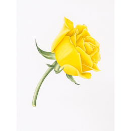 Draw in 10 Minutes: Botanicals i gruppen Skapande & Hobby / Böcker / Instruktionsböcker hos Pen Store (137219)