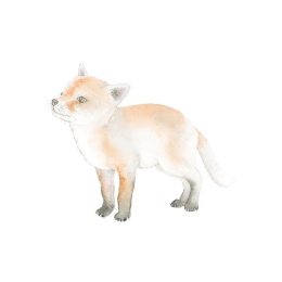 How to Draw: Baby Animals i gruppen Skapande & Hobby / Böcker / Instruktionsböcker hos Pen Store (137223)