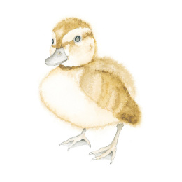 How to Draw: Baby Animals i gruppen Skapande & Hobby / Böcker / Instruktionsböcker hos Pen Store (137223)