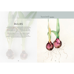 The Colour Mixing Guide: Watercolour Botanicals i gruppen Skapande & Hobby / Böcker / Inspirationsböcker hos Pen Store (137234)