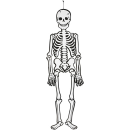 Skelett Självlysande 120 cm i gruppen Kids / Högtider / säsong för barn / Barnens Halloween  hos Pen Store (138370)